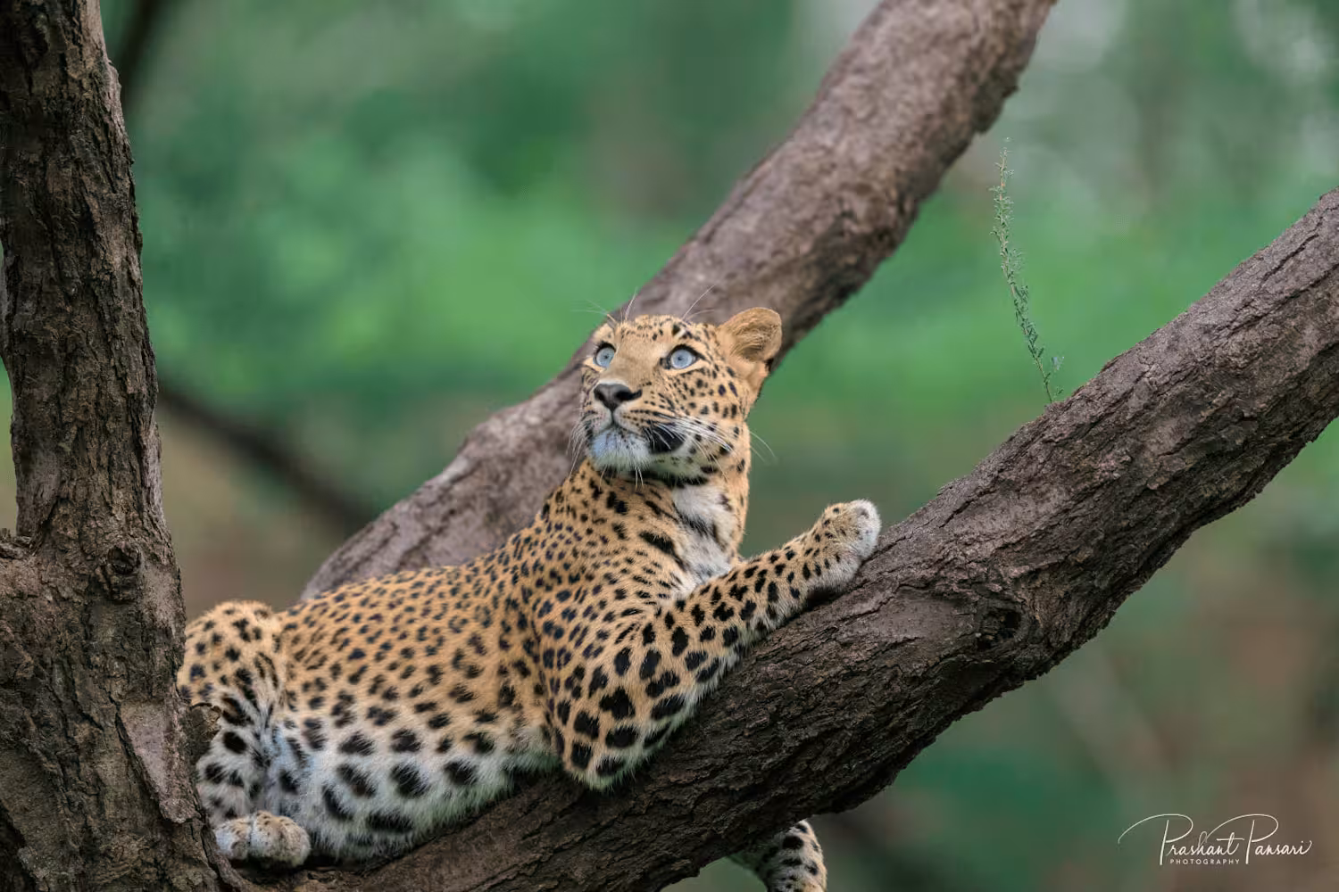Indian guest - Jhalana Leopard Safari – Jaipur — photo 1