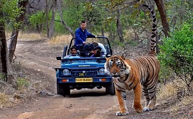 Jhalana Leopard Safari – Adventure activities