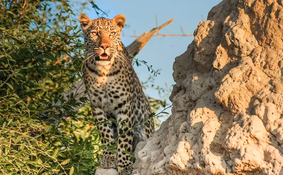 Indian guest - Jhalana Leopard Safari – Jaipur — photo 3
