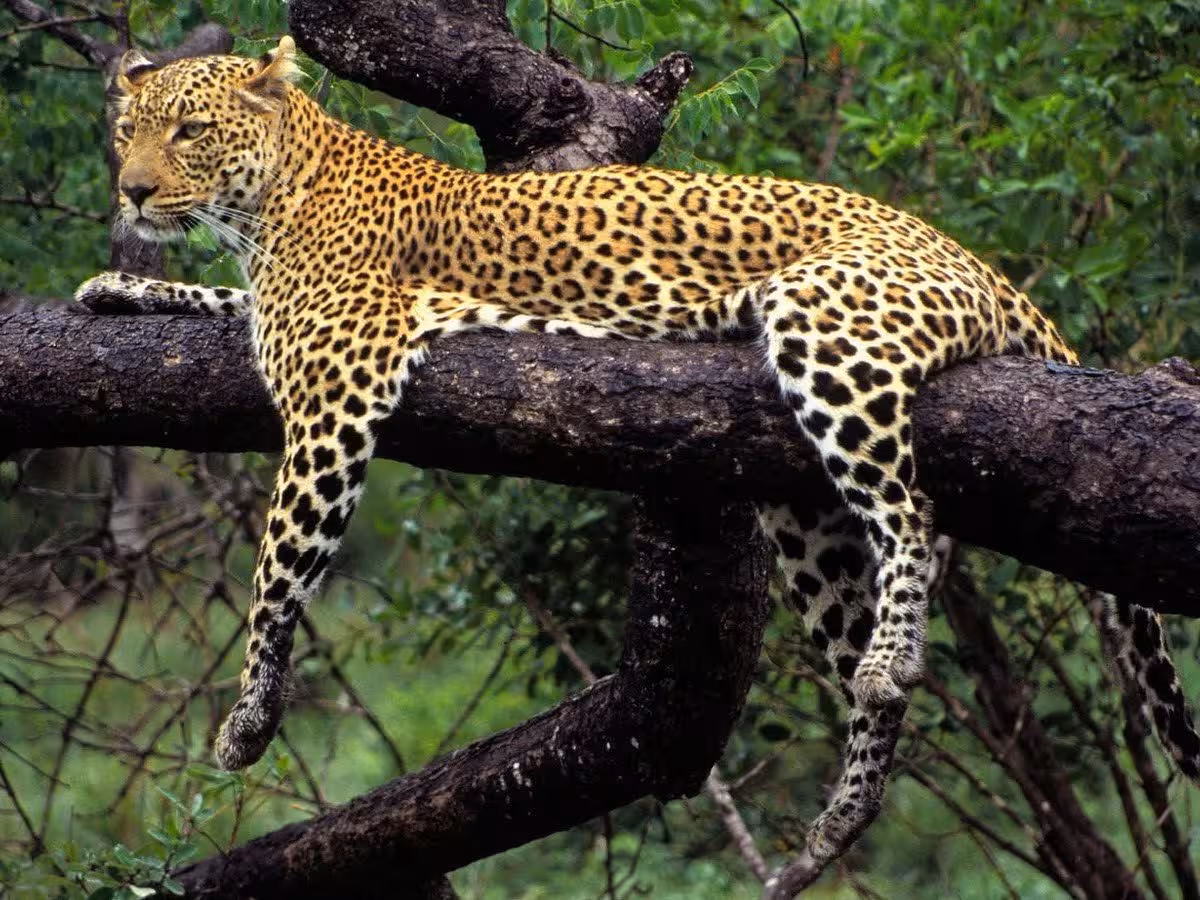 Foreign guest - Jhalana Leopard Safari – Jaipur — photo 3