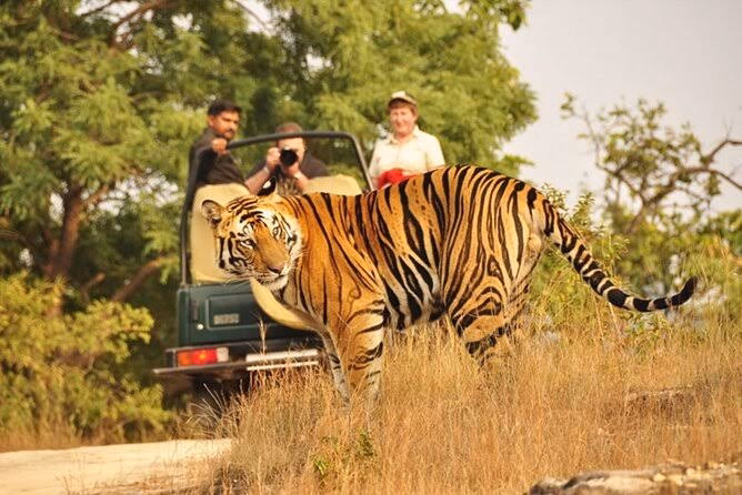 Foreigner Guest - Per Seat Canter | Ranthambore Safari – Jaipur — photo 1