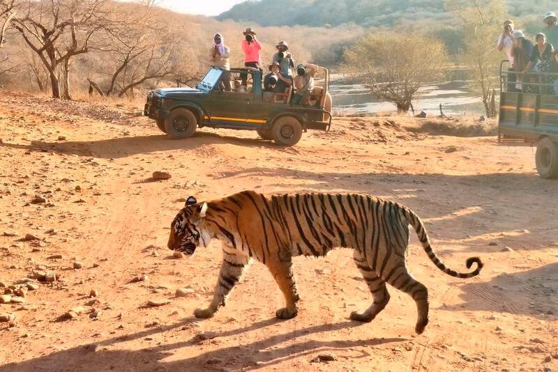 Foreigner Guest - Full Gypsy | Ranthambore Safari – Jaipur — photo 1