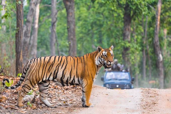 Foreigner Guest - Per Seat Canter | Ranthambore Safari – Jaipur — photo 3