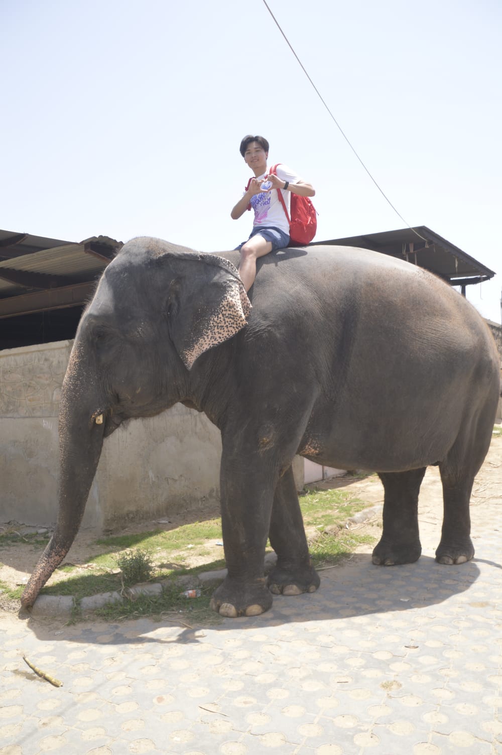 Elephant experience activity – Jaipur — photo 2
