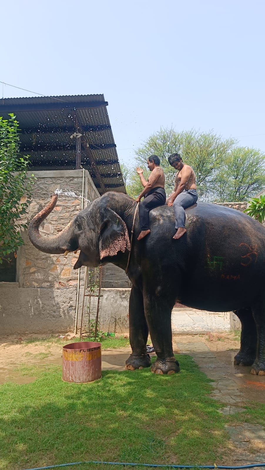 Elephant experience activity – Jaipur — photo 3