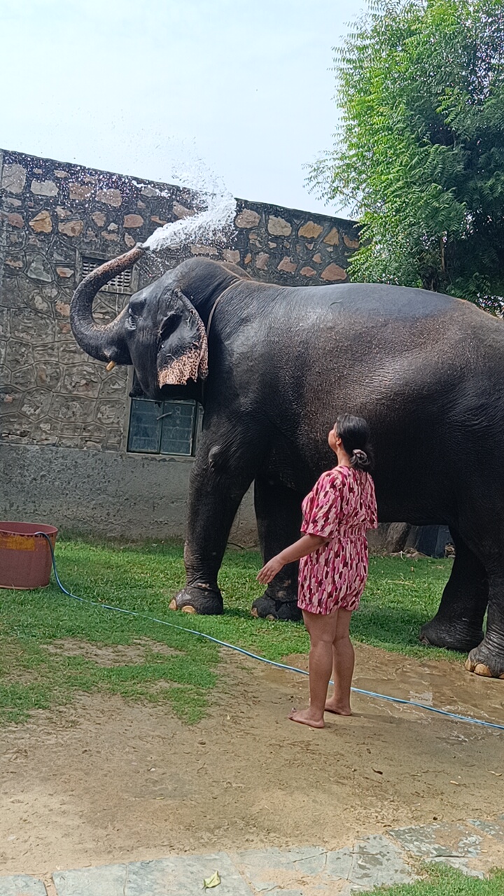 Elephant experience activity – Jaipur — photo 5