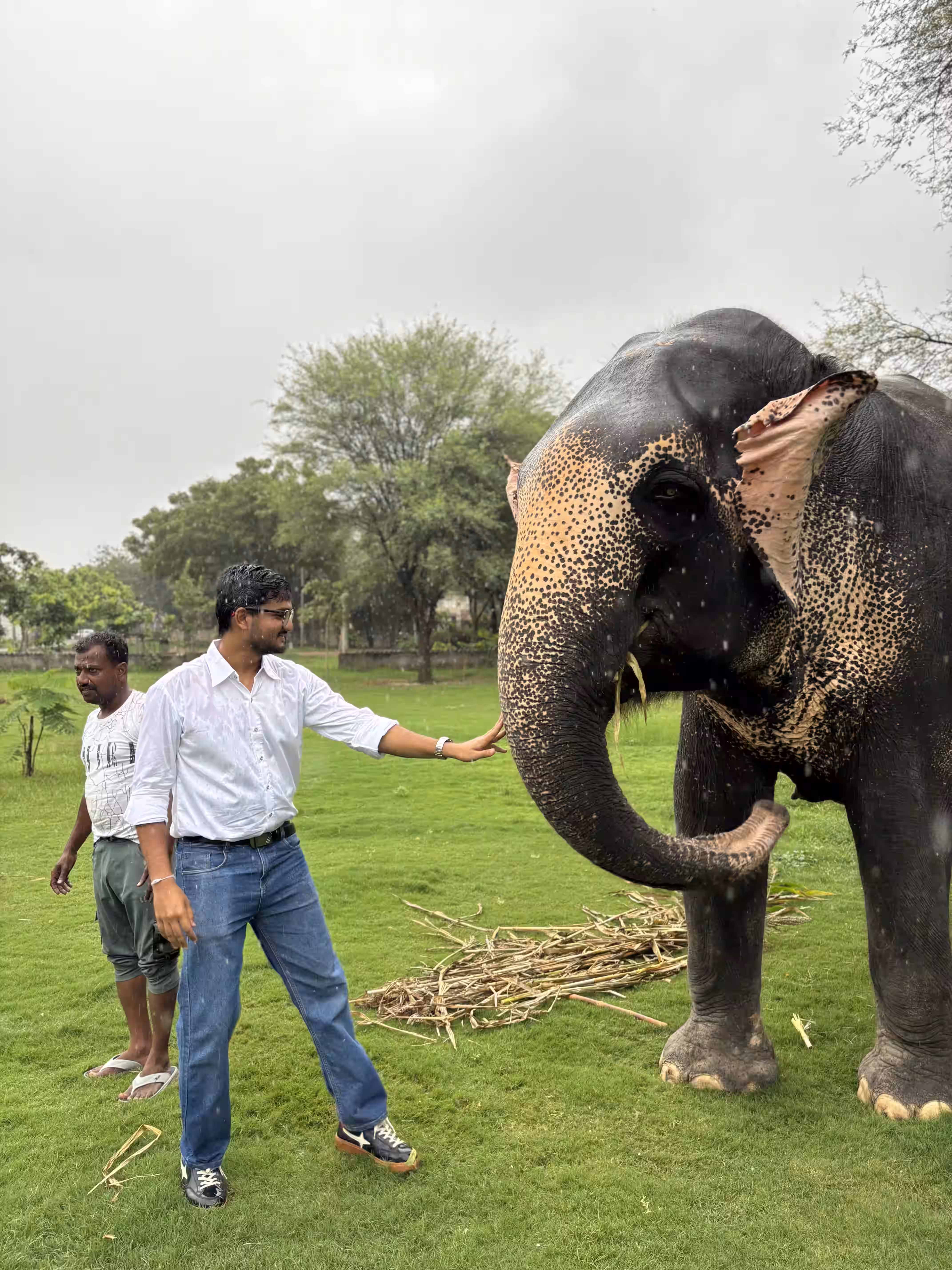Elephant Introduction + Feeding Experience – Jaipur — photo 1