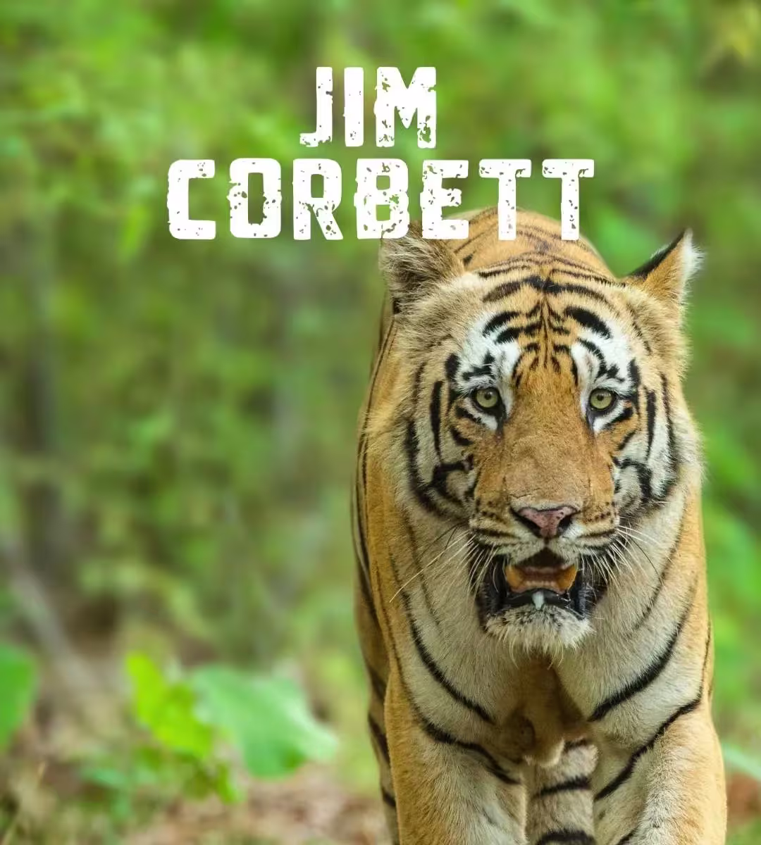 Destination - Things to do in Jim-corbett